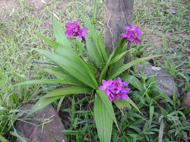 Tipos de orquídeas - Tipos De