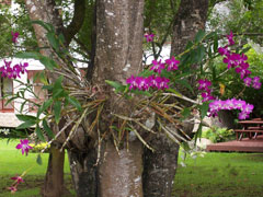 Tipos de orquídeas, epífitas