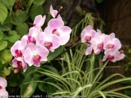 Tipos de orquídeas,  semiterrestres