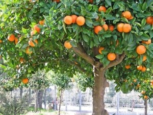 Tipos de árboles, frutales