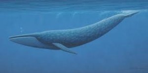 Tipos de ballenas bardadas azul