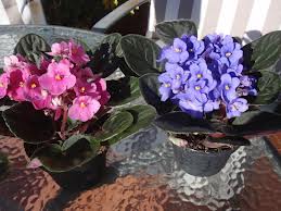 Tipos de flores y sus nombres: La violeta