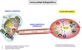 Tipos de inmunidad adaptativa