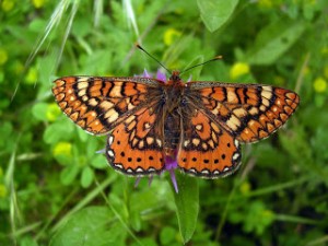 Tipos de mariposas ninfálidos