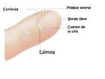 Tipos de uñas partes