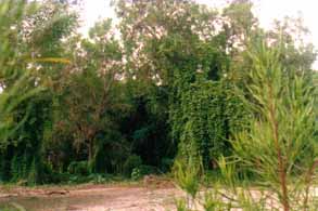Tipos de vegetación del bosque tropical subcaducifolio