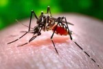 Tipos de dengue