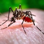 Tipos de dengue