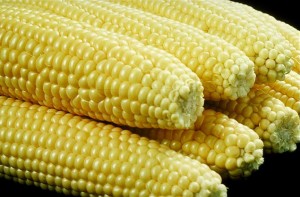 Tipos de maíz dulce