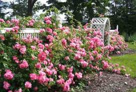 Tipos de jardines de rosas